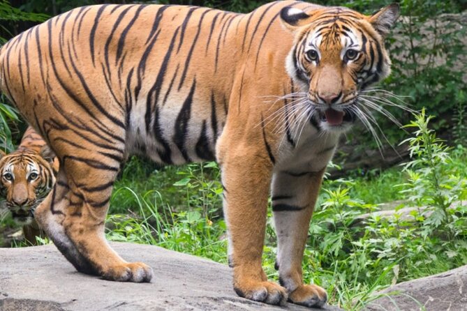 Bronx Zoo Admission Ticket - What your Bronx Zoo ticket includes