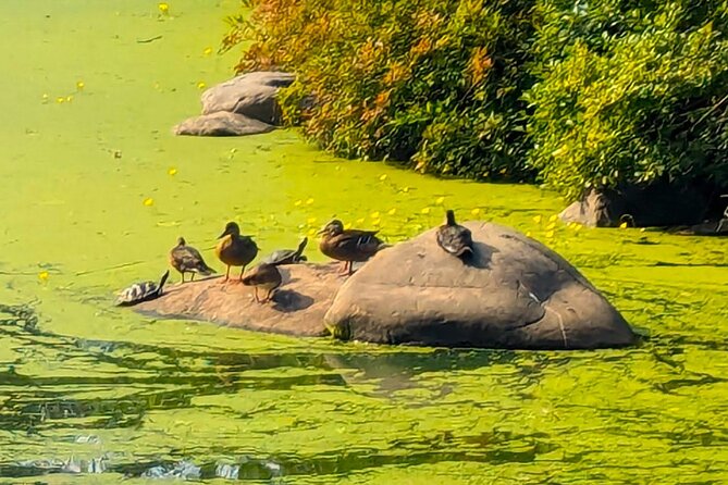 Brooklyn’s Oasis: Audio Guide to Prospect Park - Finishing at Long Meadow and the Picnic House