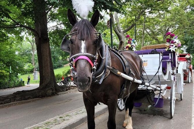 Central Park Horse Carriage Ride - What this Central Park carriage ride is really like