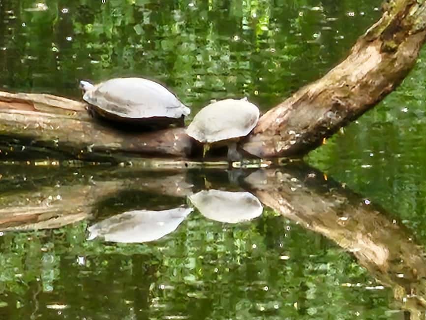 Central Park, NY: Nature, Architecture and Movie Scenes Tour - Winding paths and the single straight route