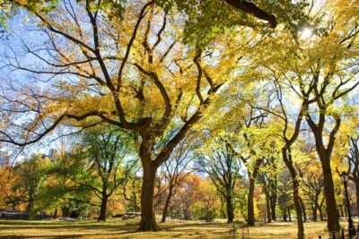 Central Park Photography Tour with Local Photographer
