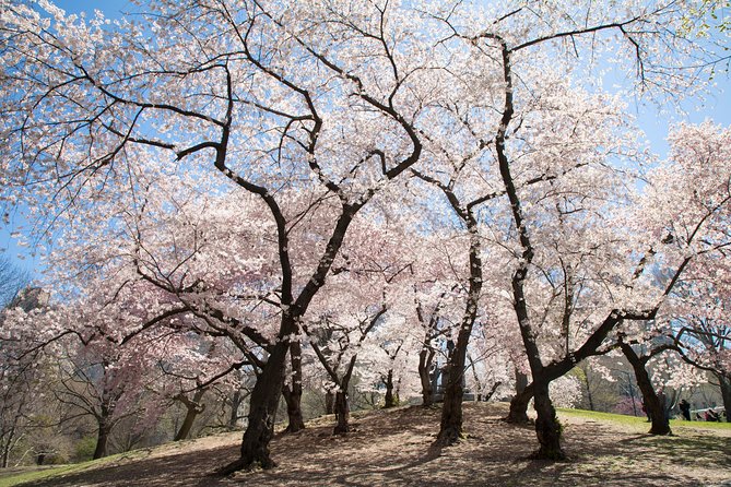 Central Park Photography Tour with Local Photographer - The Metropolitan Museum of Art and American Museum of Natural History