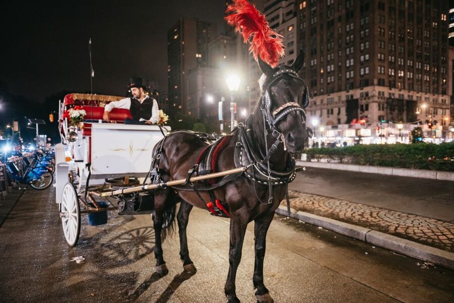 Central Park, Rockefeller & Times Carriage Ride (4 Adults) - Times Square from a carriage seat