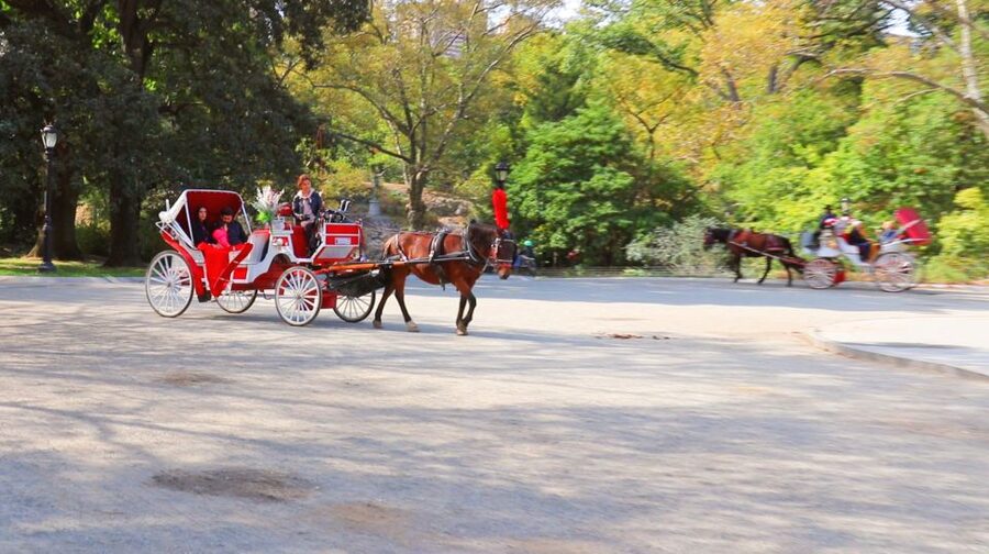 Central Park: Short Horse Carriage Ride (Up to 4 Adults) - The guide can make or break a short ride