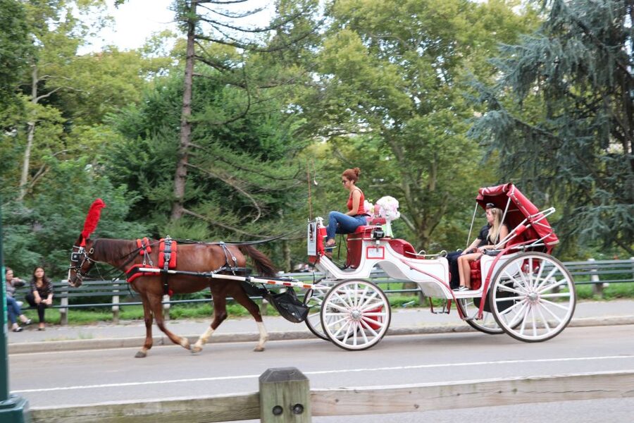 Central Park: Short Horse Carriage Ride (Up to 4 Adults) - Evening rides, winter blankets, and weather cover