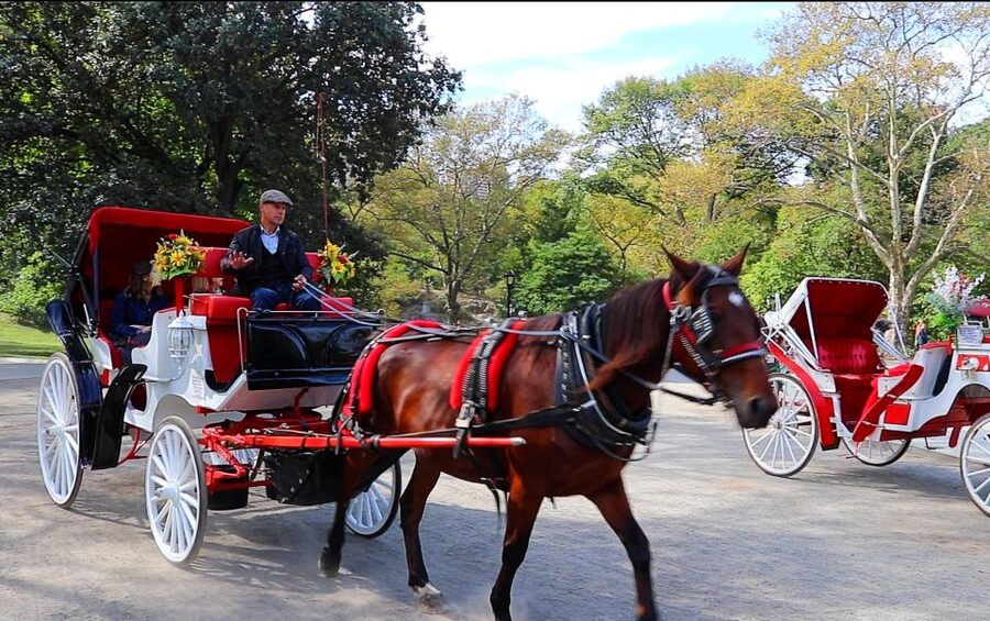 Central Park: Short Horse Carriage Ride (Up to 4 Adults) - Who should book this ride?