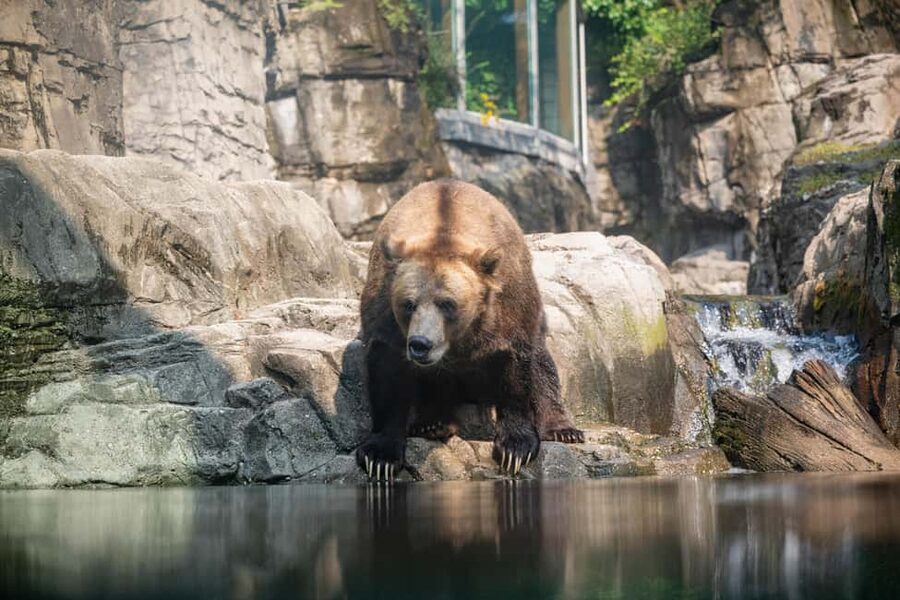 Central Park Zoo Entry Ticket - A small zoo with a big-city setting