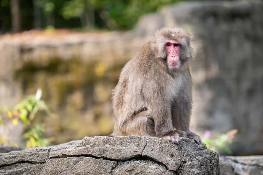 Central Park Zoo Entry Ticket - Temperate Territory and its favorite animals