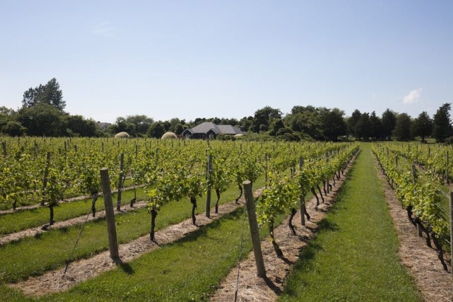 From NYC: Hamptons, Sag Harbor, and Outlet Shopping Day Trip - A complimentary wine tasting in Southampton