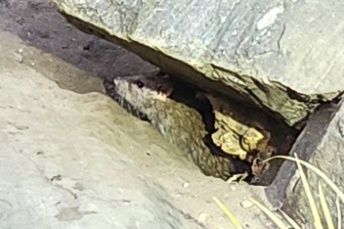 Garbage and Rats in New York City Walking Tour - Why New York’s garbage tells a bigger story