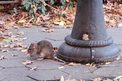 Garbage and Rats in New York City Walking Tour