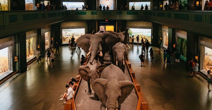 New York City: American Museum of Natural History Ticket - Why this museum earns a full day