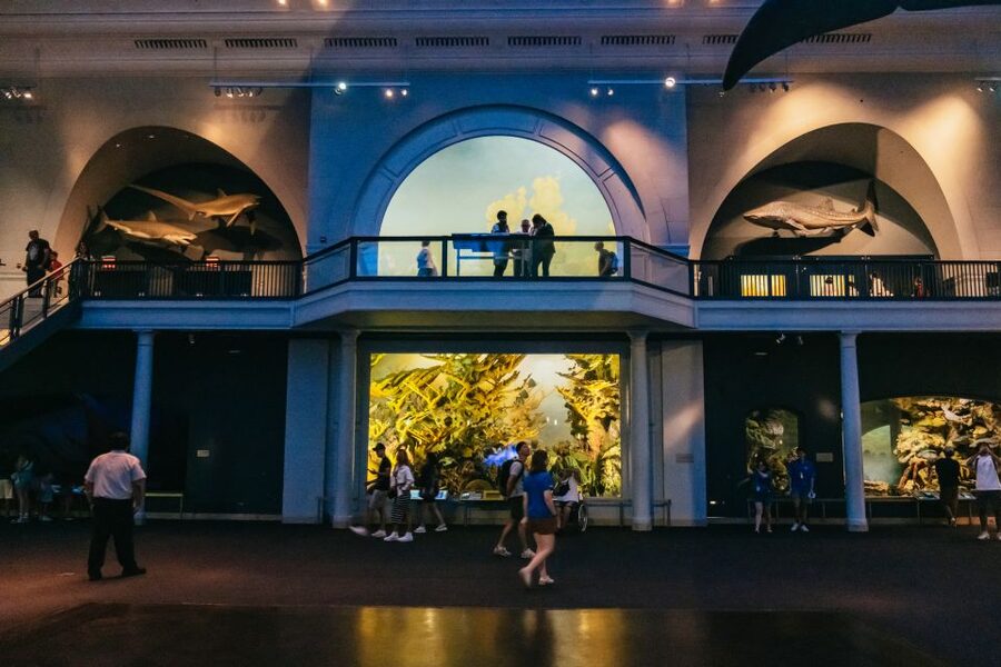 New York City: American Museum of Natural History Ticket - Ocean life and biodiversity bring the museum down to Earth