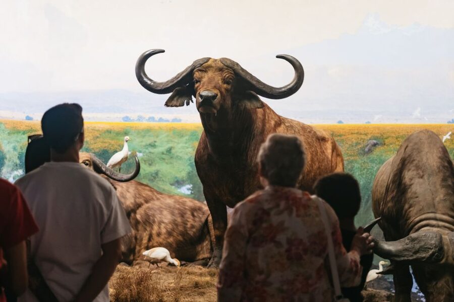 New York City: American Museum of Natural History Ticket - The Gilder Center brings a modern feel
