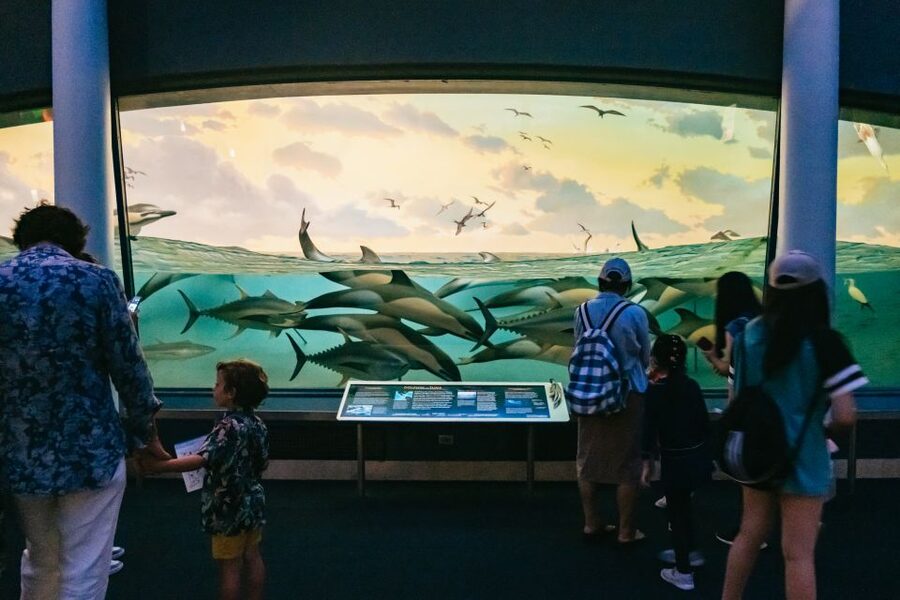 New York City: American Museum of Natural History Ticket - Price, planning, and what to bring