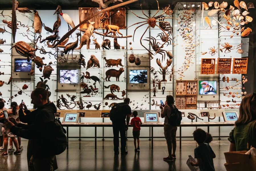 New York City: American Museum of Natural History Ticket - Start with the dinosaurs, then work downward