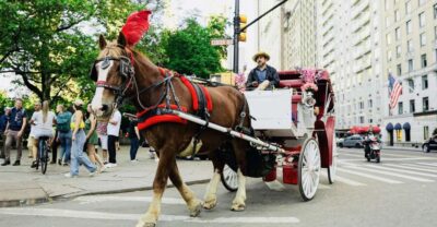Central Park Private Horse and Carriage Tour
