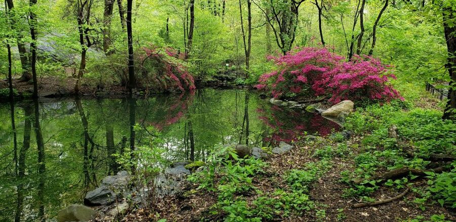 New York City: Central Park Walking Tour - Photos, questions, and the value of a small group