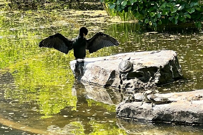 NYC Beginner Private Birdwatching Tour - Pausing at Bow Bridge