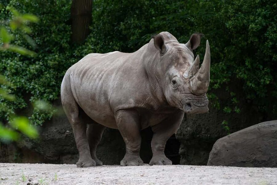NYC: Bronx Zoo Entry Ticket - Key points to know before you go