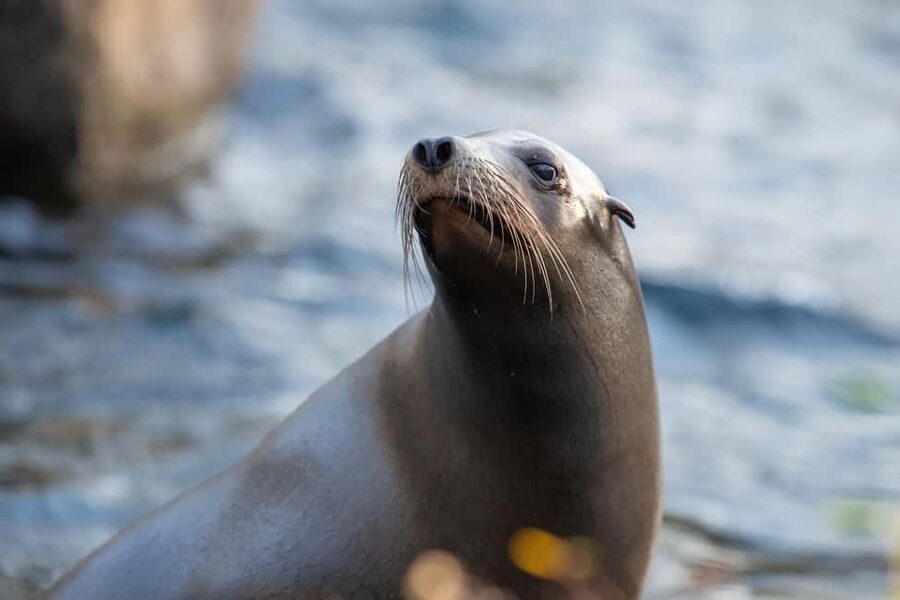 NYC: Bronx Zoo Entry Ticket - Why the Bronx Zoo needs a full day
