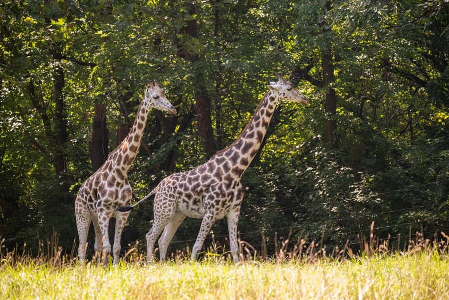 NYC: Bronx Zoo Entry Ticket - Tiger Mountain and the big cats
