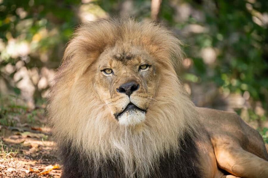 NYC: Bronx Zoo Entry Ticket - Birds, reptiles, and aquatic species