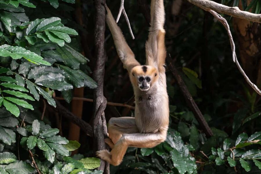 NYC: Bronx Zoo Entry Ticket - Seasonal attractions and what the ticket covers