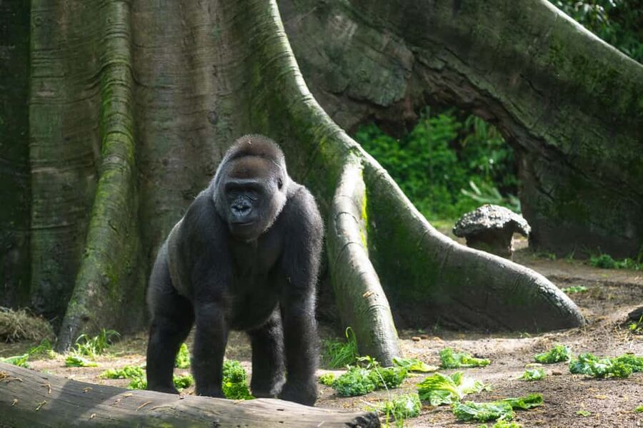 NYC: Bronx Zoo Entry Ticket - Choosing the right entrance