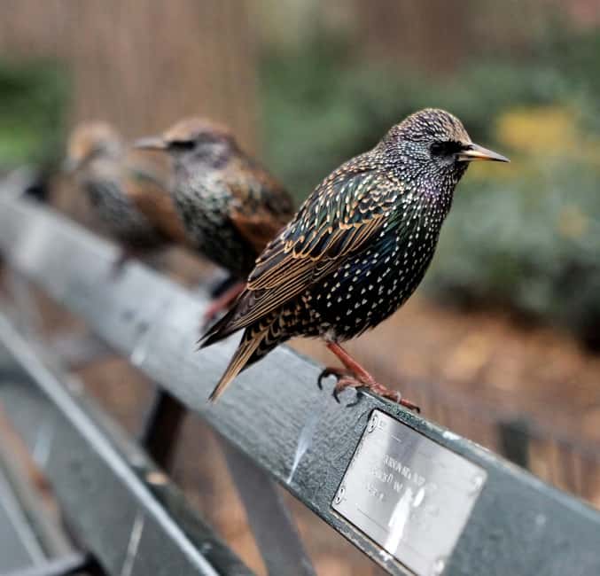 NYC: Central Park Guided Walking Tour English-Spanish - Belvedere Castle and the walk toward Strawberry Fields