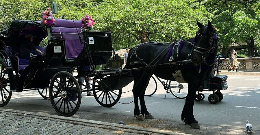 NYC Empire State Horse Carriage Ride in Central Park(45mins) - Is $140 good value?