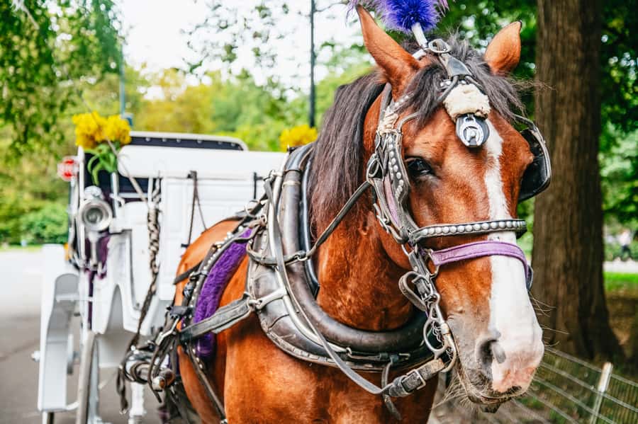 NYC: Guided Central Park Horse Carriage Ride - Cherry Hill, the Lake, and the Boat Pond
