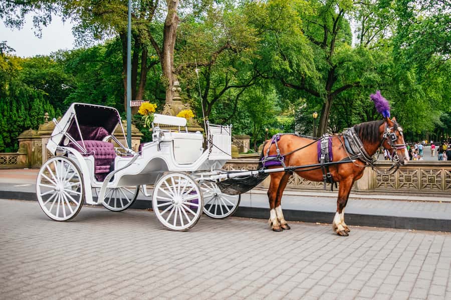 NYC: Guided Central Park Horse Carriage Ride - Is $155 good value for four people?