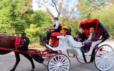 Guided Standard Central Park Carriage Ride (4 Adults)