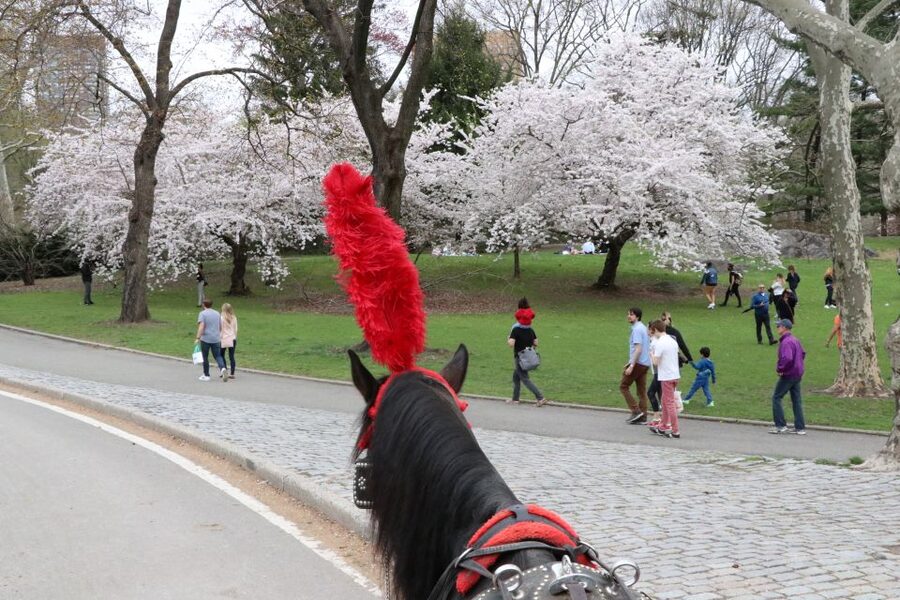 NYC: Guided Standard Central Park Carriage Ride (4 Adults) - The guide makes the difference