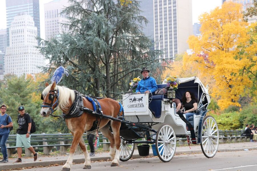 NYC: Guided Standard Central Park Carriage Ride (4 Adults) - Who will enjoy this ride most?
