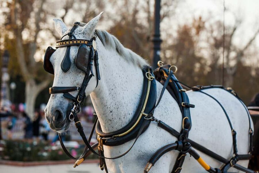NYC Private Central Park Horse Carriage Ride with Guide - Who will enjoy this Central Park ride