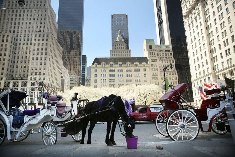 NYC: Private Central Park Horse Carriage Ride with Guide - Choosing the city ride for Fifth Avenue lights