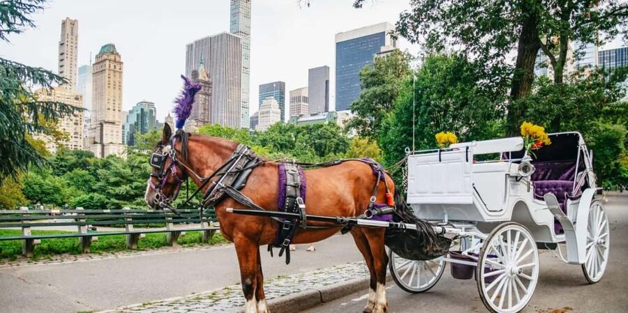 NYC: Private Christmas Lights Horse Carriage Ride - A horse-drawn start at Central Park South