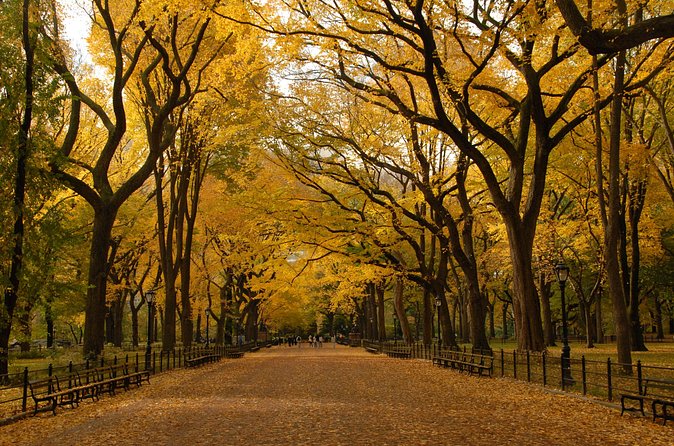 Official Central Park Walking Tour - The Mall and its American elms