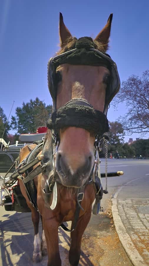 Official Exclusive VIP Horse Carriage Ride in Central Park - The Literary Mall and Boat Pond