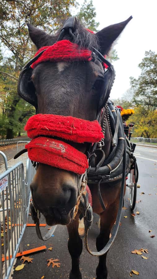 Official Exclusive VIP Horse Carriage Ride in Central Park - Blankets, horse treats, and the pace of the ride