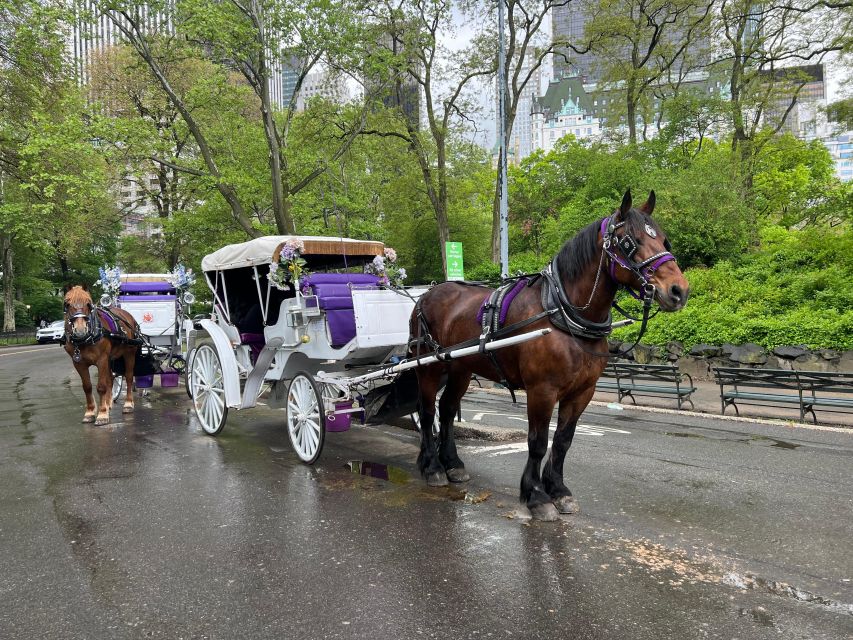 Royal Carriage Ride in Central Park NYC - Horse care is part of the decision